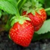 Holiday Strawberry -Orchard Sprout shutterstock 104995331 1