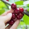 Combination Cherry Tree (3 Varieties) 2 Combination Cherry Tree (3 Varieties) -Orchard Sprout shutterstock 105168959 8473009e abb8 4947 b041 6a8af1495524 1