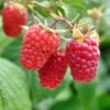 Heritage Raspberry Bundle (5 Plants) -Orchard Sprout shutterstock 106618970 1 6f035060 35c3 4a81 be93 9f932e425945