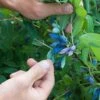 Blue Pacific™ Honeyberry -Orchard Sprout shutterstock 1126745747 1