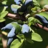 Blue Hokkaido™ Honeyberry -Orchard Sprout shutterstock 1172278570 1