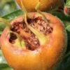 Macrocarpa Medlar -Orchard Sprout shutterstock 1182683059 1
