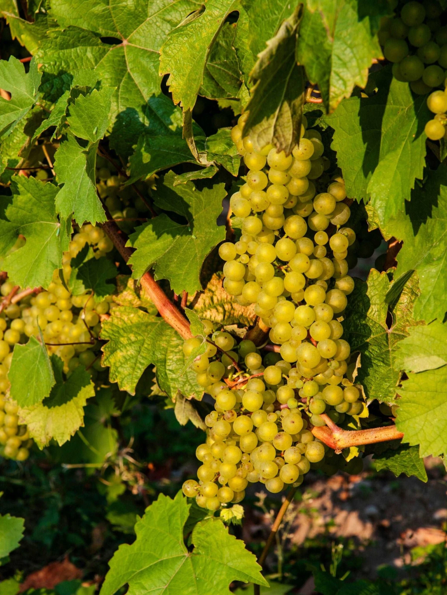 Madeleine Angevine Grape 3 Madeleine Angevine Grape