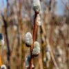 French Pussywillow -Orchard Sprout shutterstock 1291035757 1