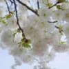 Mt. Fuji Flowering Cherry 2 Mt. Fuji Flowering Cherry -Orchard Sprout shutterstock 1372338206 1