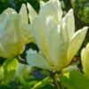 Elizabeth Magnolia -Orchard Sprout shutterstock 1383157025 1
