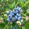 Jersey Blueberry -Orchard Sprout shutterstock 1419055868 2 1