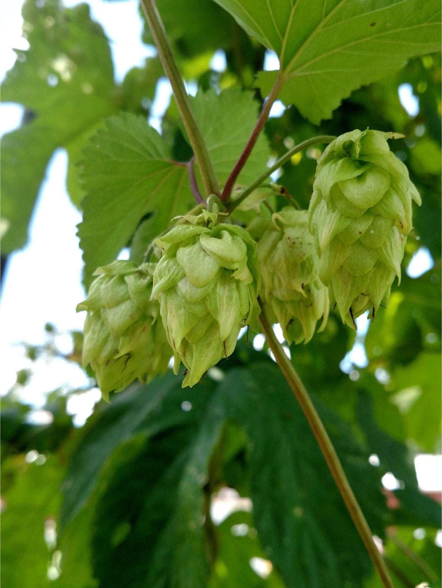 Centennial Hops 3 Centennial Hops
