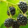 Cascade Trailing Blackberry -Orchard Sprout shutterstock 150412592 1