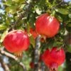 Crimson Sky™ Pomegranate -Orchard Sprout shutterstock 1504269788 1