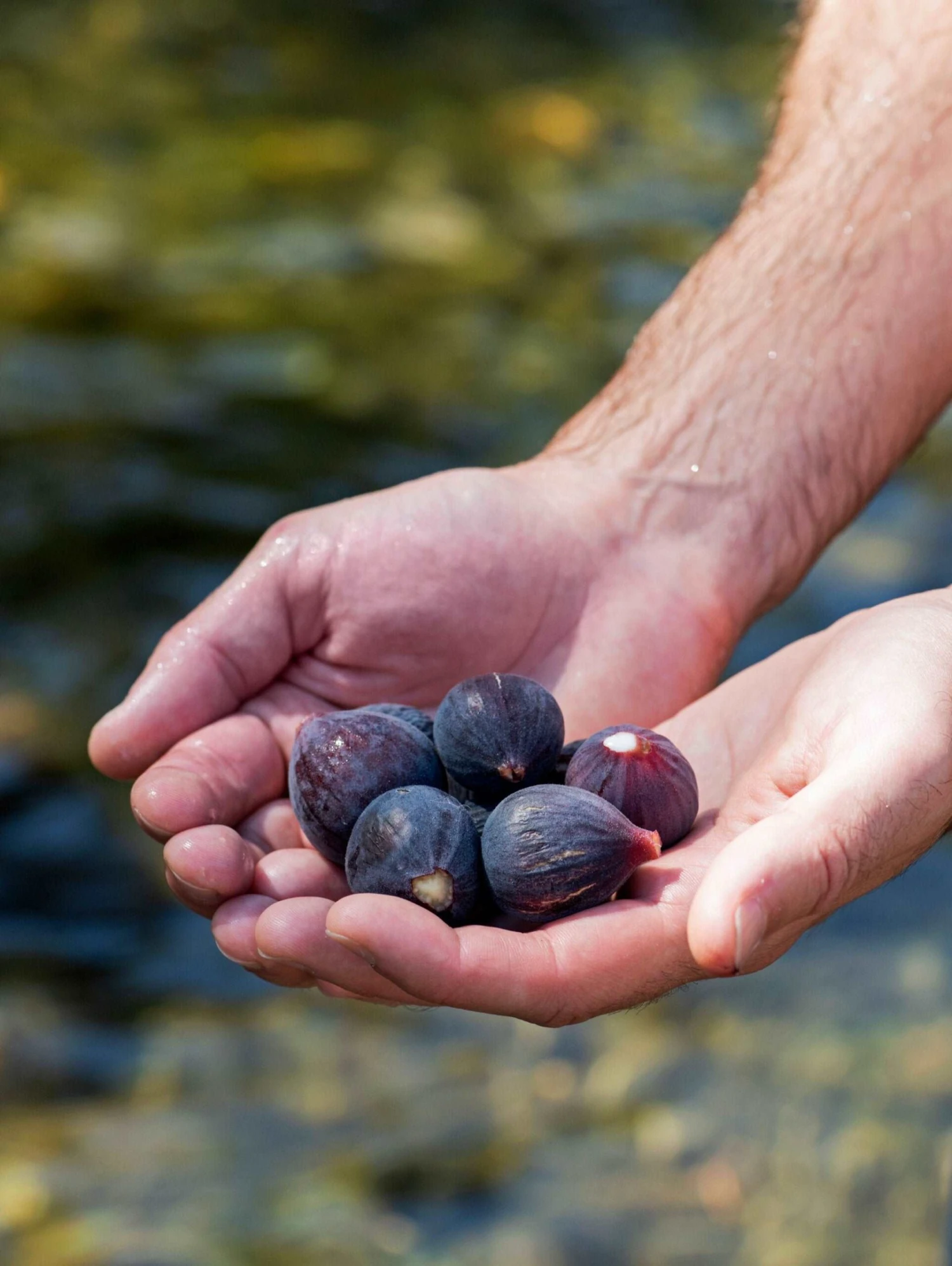 Black Mission Fig 3 Black Mission Fig