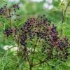 York Elderberry -Orchard Sprout shutterstock 1510672694 1