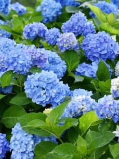 Forever Blue Hydrangea 5 Forever Blue Hydrangea -Orchard Sprout shutterstock 1512209366 2