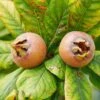 Monstrueuse De Evreinoff Medlar -Orchard Sprout shutterstock 1512848324 1