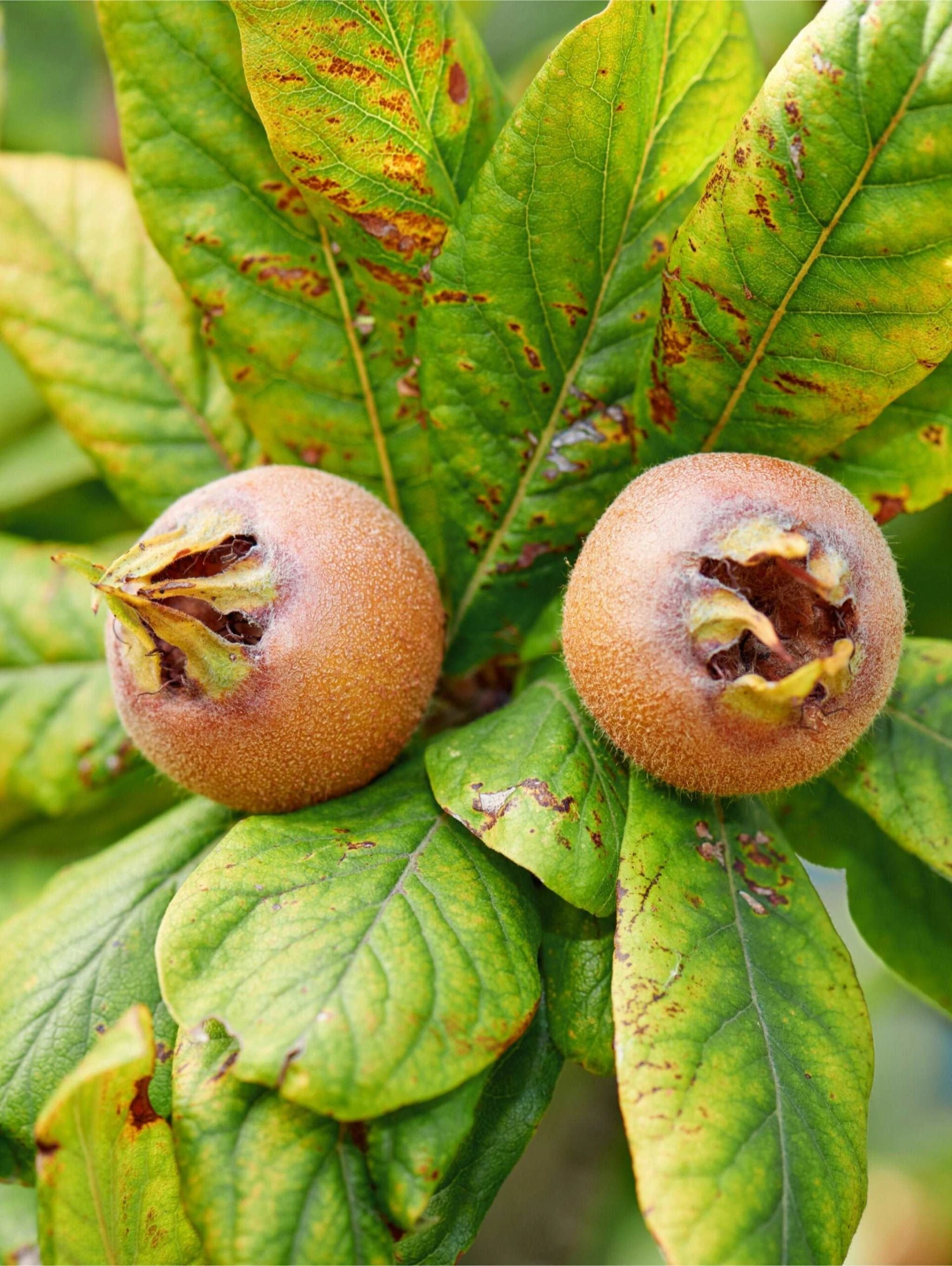 Monstrueuse De Evreinoff Medlar 3 Monstrueuse De Evreinoff Medlar