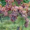 Gewurtztraminer Wine Grape