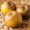 Egremont Russet Apple 2 Egremont Russet Apple -Orchard Sprout shutterstock 1548607520 1
