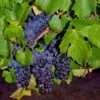Pinot Precoce Grape -Orchard Sprout shutterstock 1622669122 1