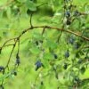Blue Moon Honeyberry -Orchard Sprout shutterstock 1623606694 1