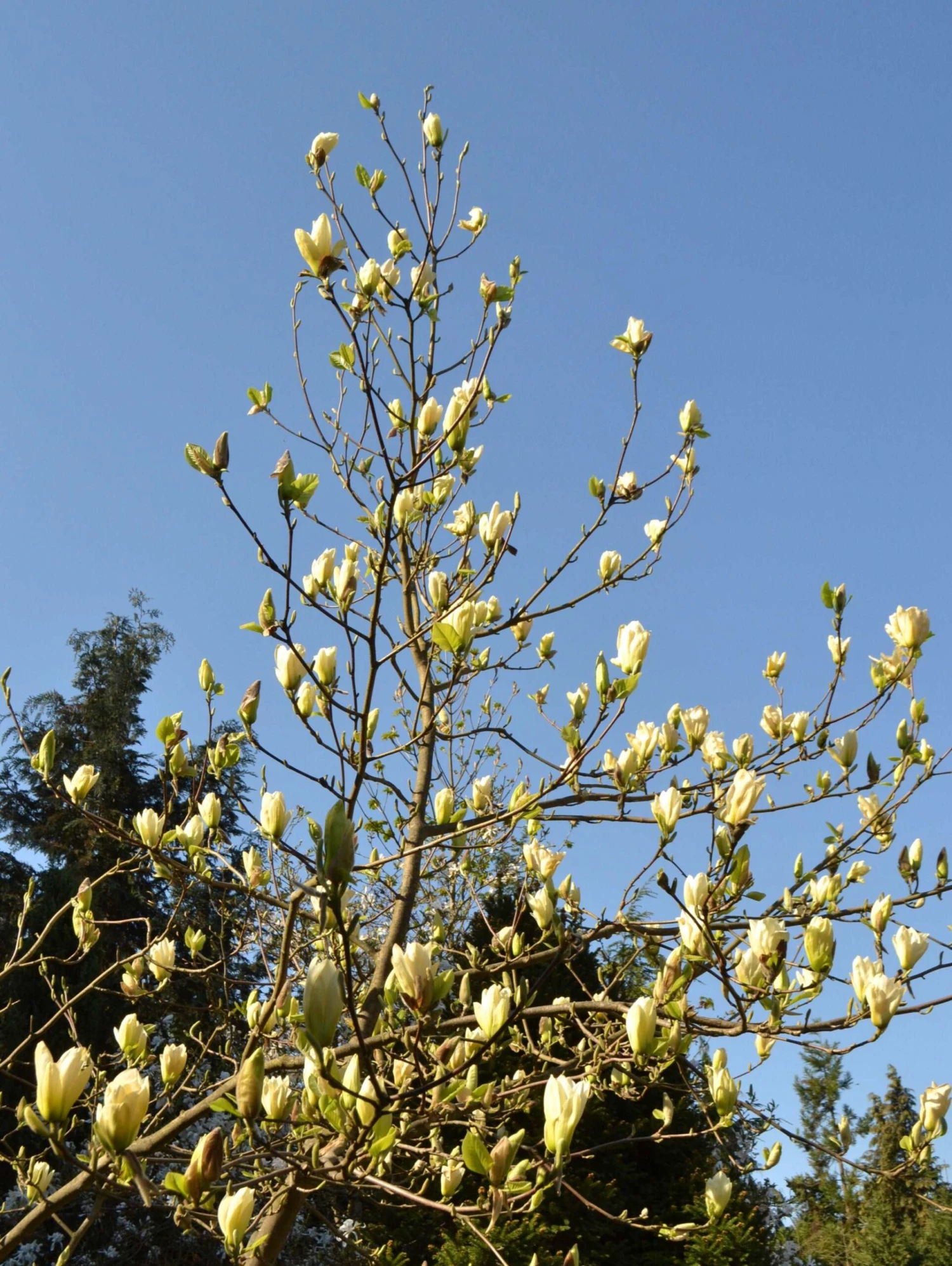 Elizabeth Magnolia 4 Elizabeth Magnolia - Image 2