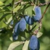 Blue Bird Honeyberry 2 Blue Bird Honeyberry -Orchard Sprout shutterstock 1665935902 1