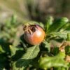 Breda Giant Medlar -Orchard Sprout shutterstock 1692390604 1