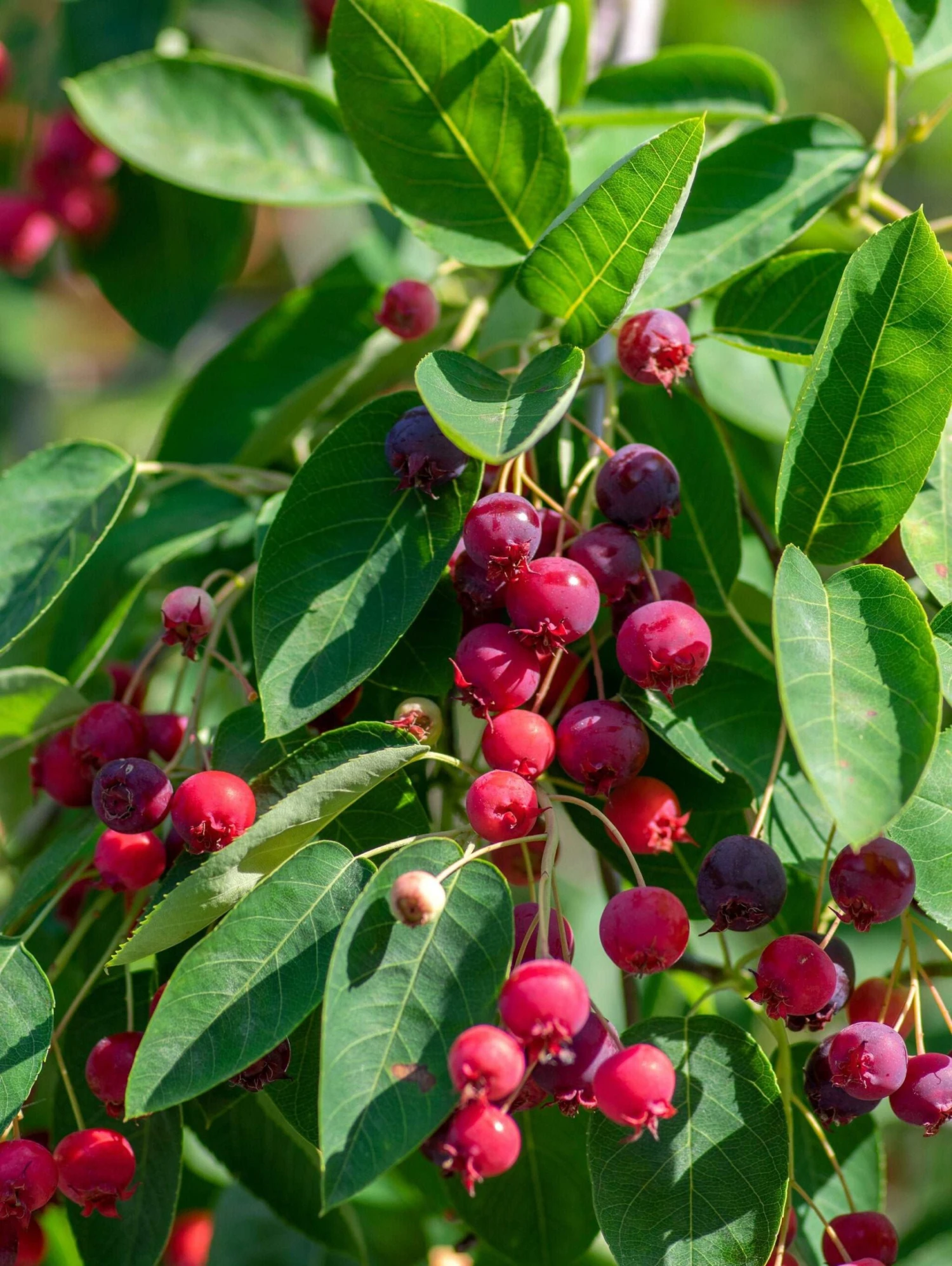 Autumn Brilliance Serviceberry 3 Autumn Brilliance Serviceberry
