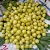 Colossal Gooseberry 1 Colossal Gooseberry -Orchard Sprout shutterstock 1811261533 1 1