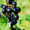 Prince Consort Black Currant 1 Prince Consort Black Currant -Orchard Sprout shutterstock 219100882 1