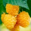 Fall Gold Raspberry 1 Fall Gold Raspberry -Orchard Sprout shutterstock 298186934 1