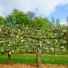 2 Tier Apple Espalier Combo Tree (2 Varieties) -Orchard Sprout shutterstock 310804814 1