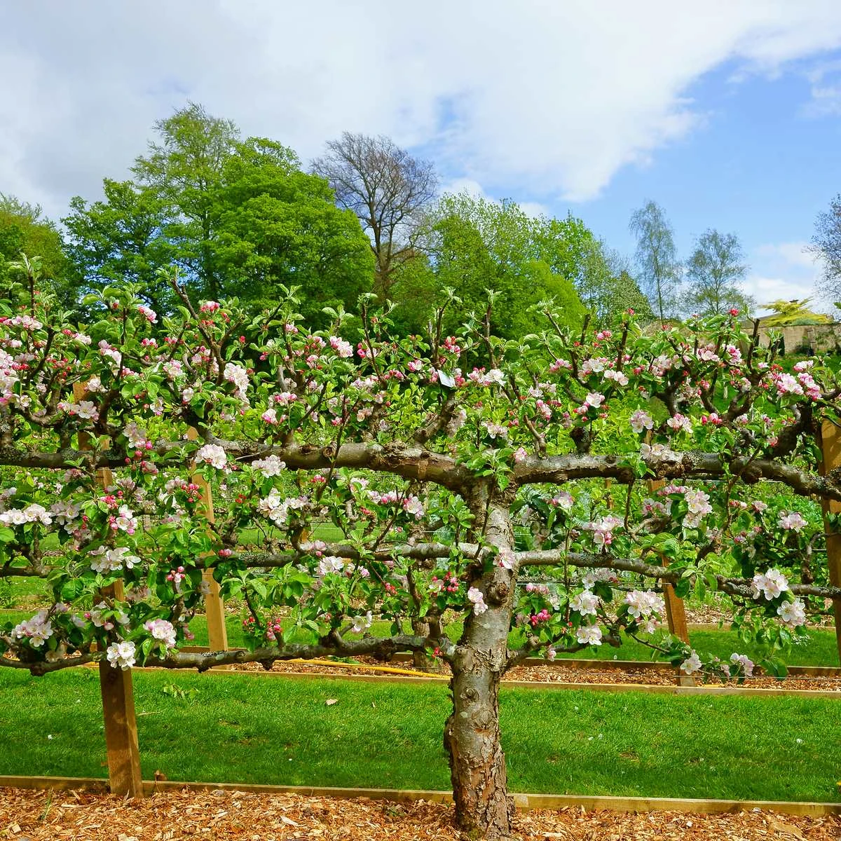 2 Tier Apple Espalier Combo Tree (2 Varieties) 3 2 Tier Apple Espalier Combo Tree (2 Varieties)