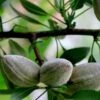Oracle Almond™ -Orchard Sprout shutterstock 353378804 1
