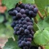 Pinot Noir #374 Grape 1 Pinot Noir #374 Grape -Orchard Sprout shutterstock 37195030 1
