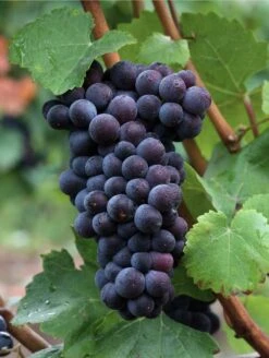Pinot Noir #374 Grape
