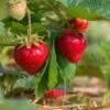 Sweet Sunrise Strawberry -Orchard Sprout shutterstock 430640533 1