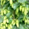 Tettnang Hops 2 Tettnang Hops -Orchard Sprout shutterstock 458723932 1