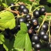 Hill's Kiev Select Black Currant -Orchard Sprout shutterstock 49326529 1