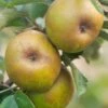 Ashmead's Kernel Apple