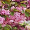 Kwanzan Flowering Cherry 2 Kwanzan Flowering Cherry -Orchard Sprout shutterstock 70266937 kwanzan blossoms 2 1