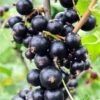 Risager Black Currant 1 Risager Black Currant -Orchard Sprout shutterstock 75304882 1