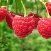 Boyne Raspberry Bundle (5 Plants) 2 Boyne Raspberry Bundle (5 Plants) -Orchard Sprout shutterstock 76606609 1 4ddde6ae b89c 449a 881f 46a79195dac0