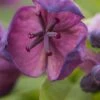 Deep Purple Akebia -Orchard Sprout shutterstock 784814788 1