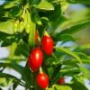 Phoenix Tears Goji Berry -Orchard Sprout shutterstock 87391118 1