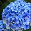 Forever Blue Hydrangea 2 Forever Blue Hydrangea -Orchard Sprout shutterstock 90050737 1