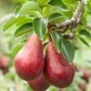 Red Clapps European Pear -Orchard Sprout shutterstock 97703081 1
