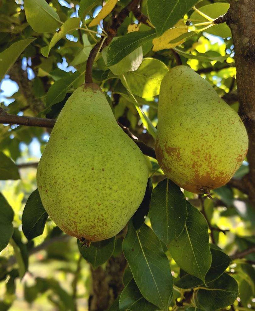 Butt European Perry Pear 3 Butt European Perry Pear