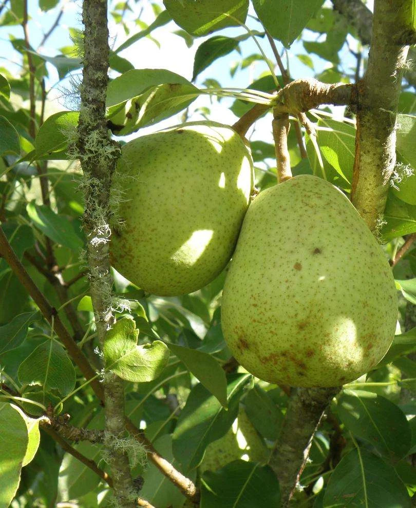 Duchesse D'Angouleme European Pear 3 Duchesse D'Angouleme European Pear
