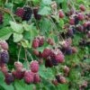 Marionberry 2 Marionberry -Orchard Sprout shutterstock image 4 1 1 1