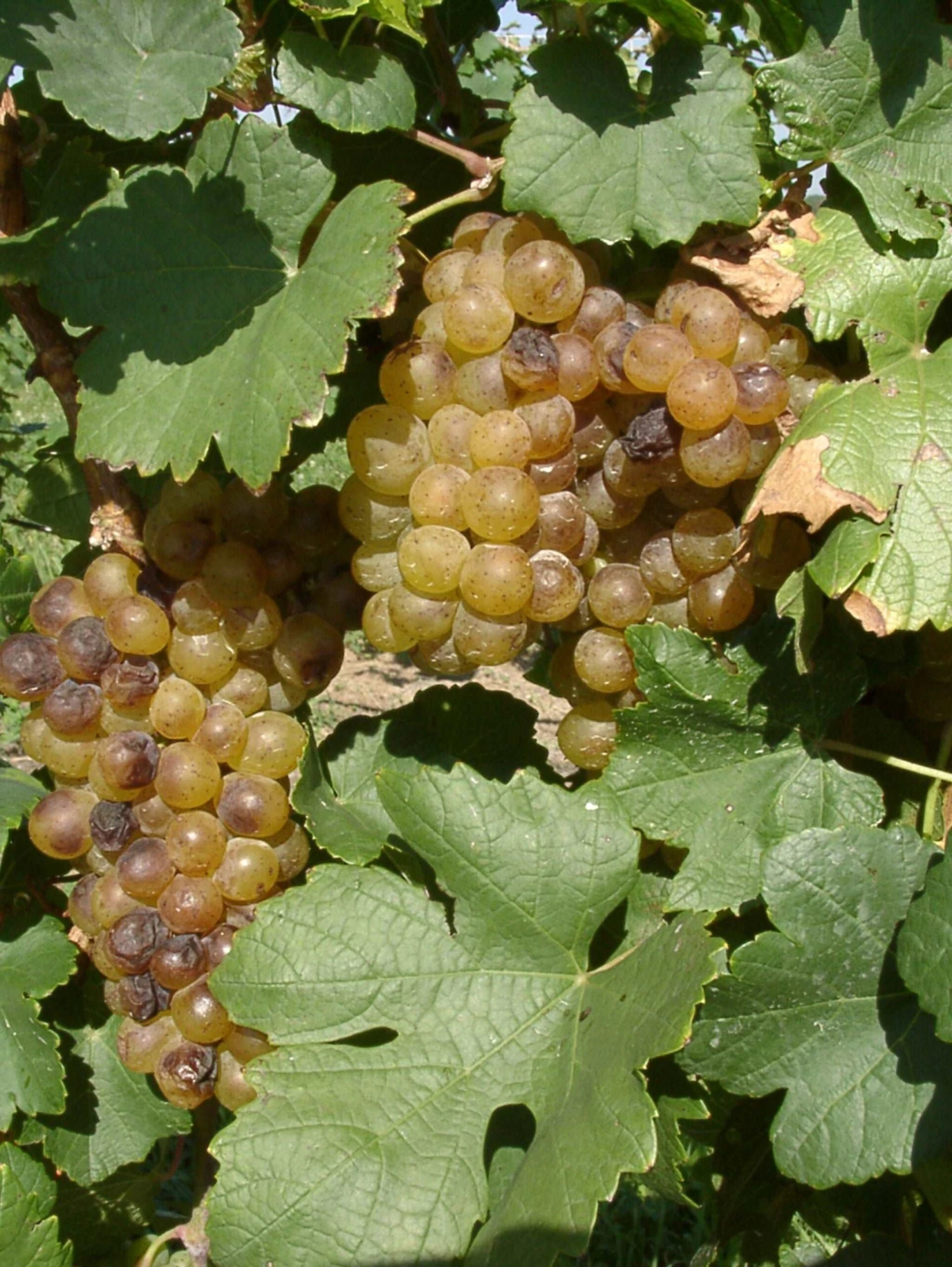 Iskorka Grape 3 Iskorka Grape